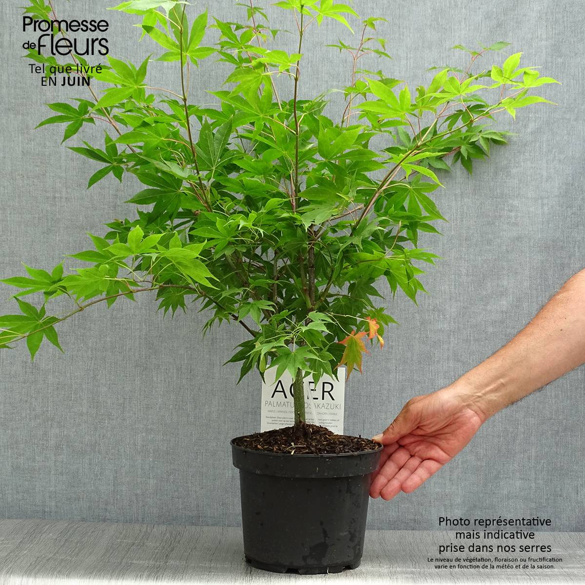 Érable du Japon - Acer palmatum Osakazuki Pot de 3L/4L - Image 2