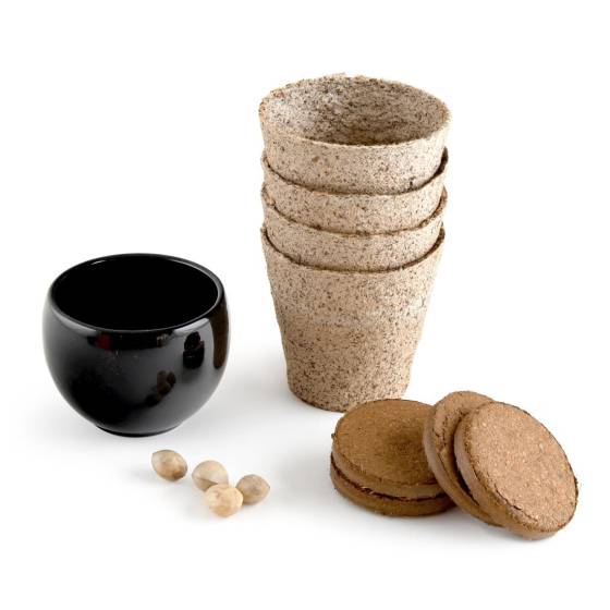 Radis et Capucine - Radis et Capucine - Kit Bonsaï - Ginkgo - Imagen 1