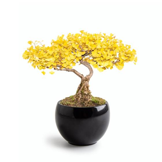 Radis et Capucine - Radis et Capucine - Kit Bonsaï - Ginkgo - Imagen 3