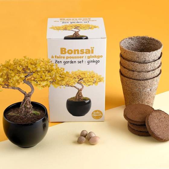 Radis et Capucine - Radis et Capucine - Kit Bonsaï - Ginkgo - Imagen 4