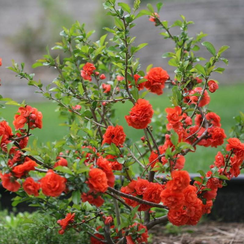 Cognassier du Japon Mango Storm® 'Mincha01', Chaenomeles à fleurs Rouge - feuillage Caduc - Pot de 3L - 20/40 cm-  hauteur à maturité De 3,00 m à 5,00 - Imagen 2