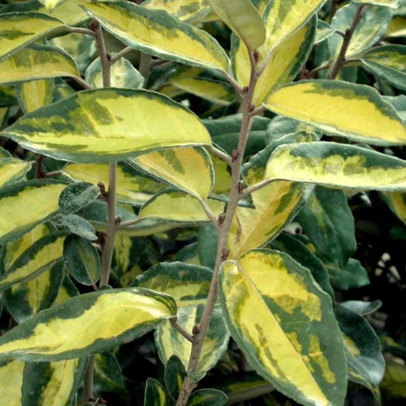 Elaeagnus panaché Viveleg®, Chalef à fleurs Blanche - feuillage Persistant - Pot de 7,5L - 60/80 cm-  hauteur à maturité De 3,00 m à 5,00 m - Image 1