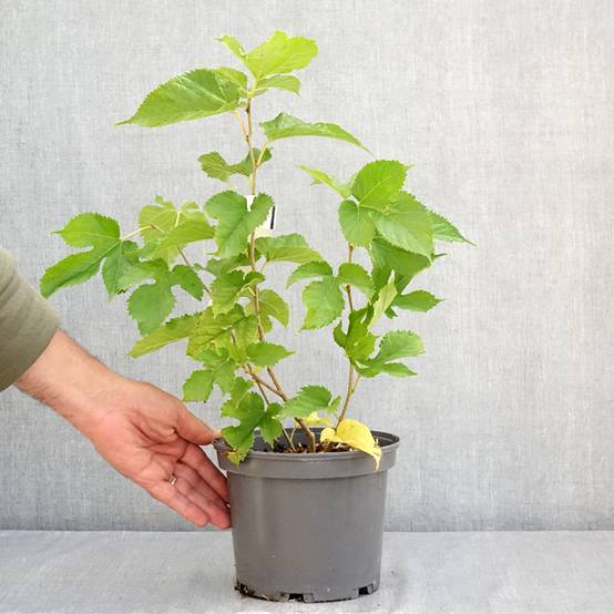 Promesse de Fleurs - Morus alba Shin Tso - Mûrier blanc Pot de 3L/4L - Image 2