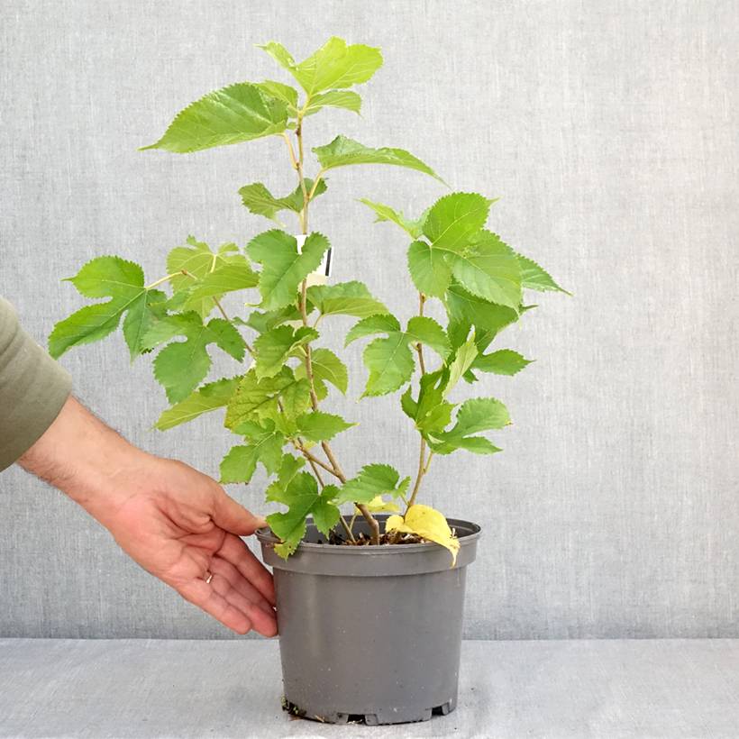 Promesse de Fleurs - Morus alba Shin Tso - Mûrier blanc Pot de 3L/4L - Image 2