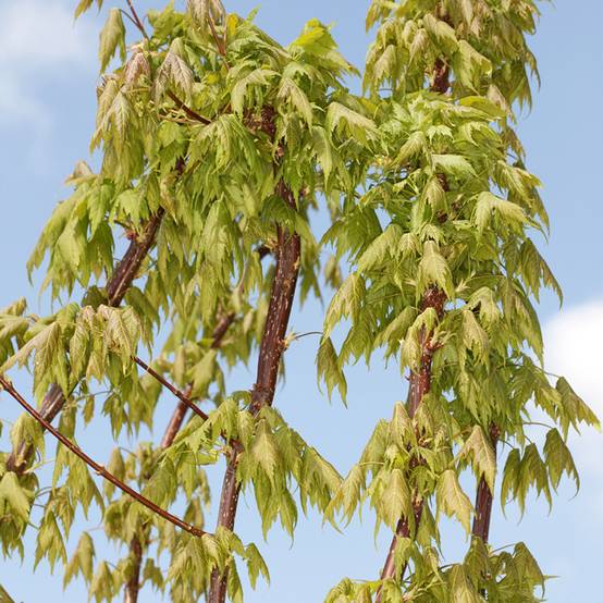 Acer rubrum Sekka - Erable rouge Pot de 4L/5L - Image 1