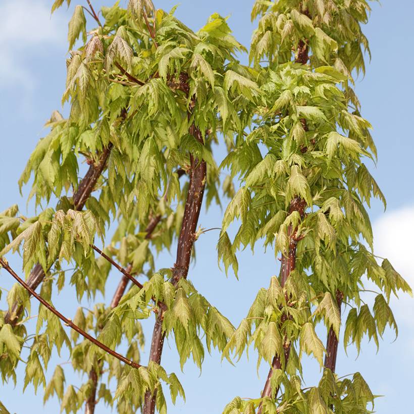 Acer rubrum Sekka - Erable rouge Pot de 4L/5L - Image 1