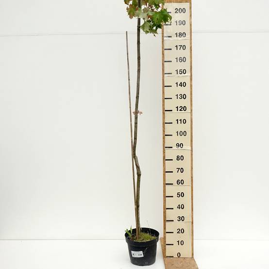 Acer rubrum Sekka - Erable rouge Pot de 4L/5L - Image 2