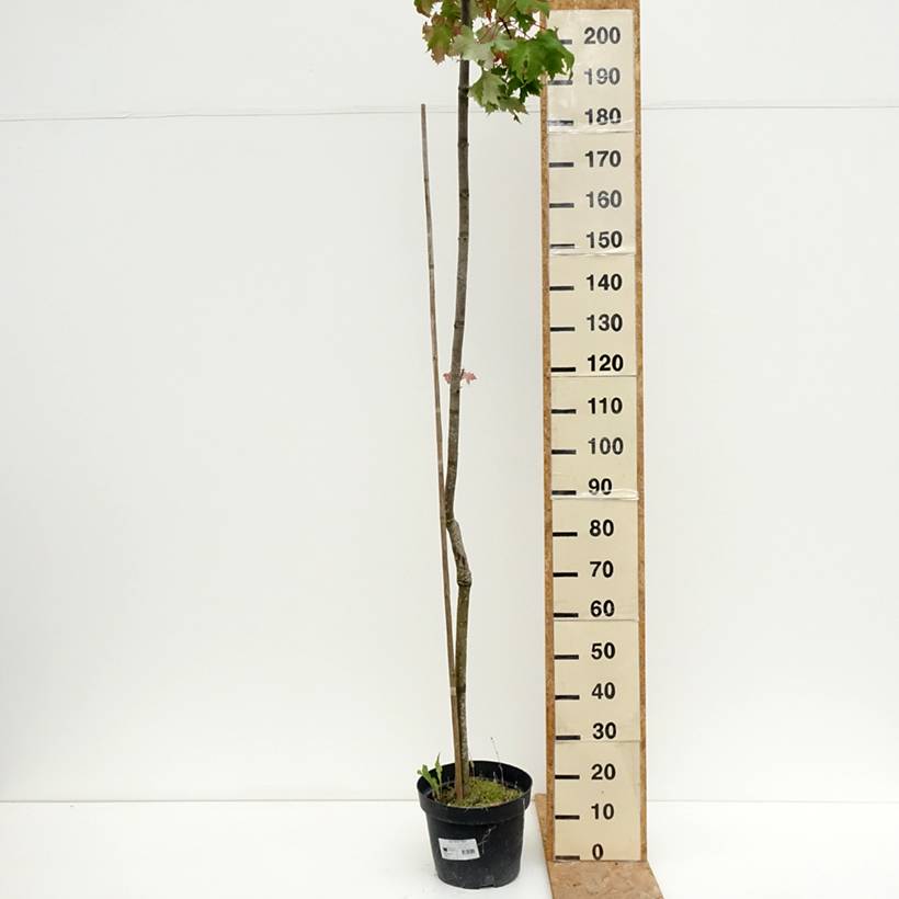 Acer rubrum Sekka - Erable rouge Pot de 4L/5L - Image 2