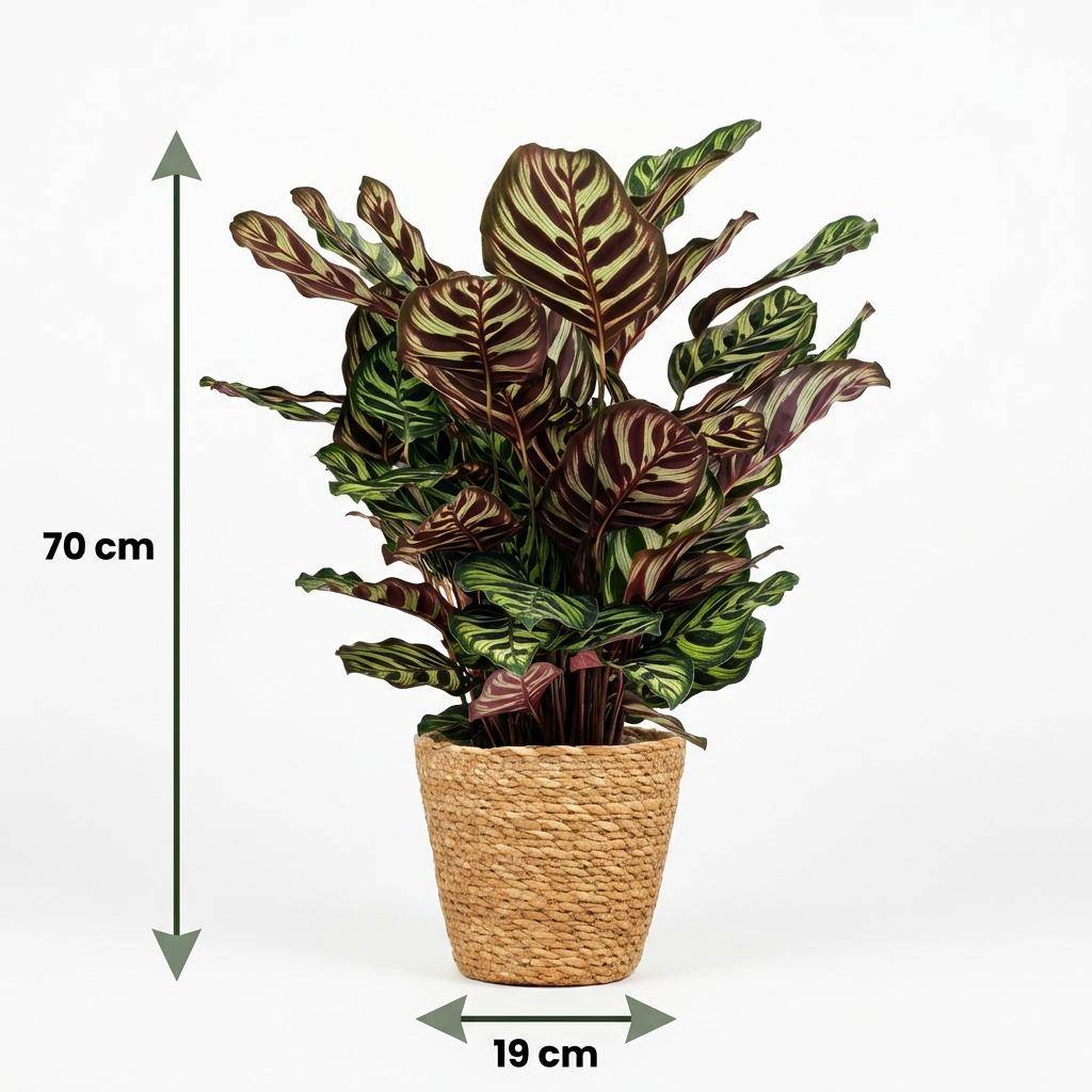 La Green Touch - Plante Paon - H70cm - Image 5