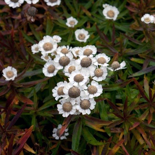 Achillée ptarmica Nana Compacta Godet de 8/9 cm