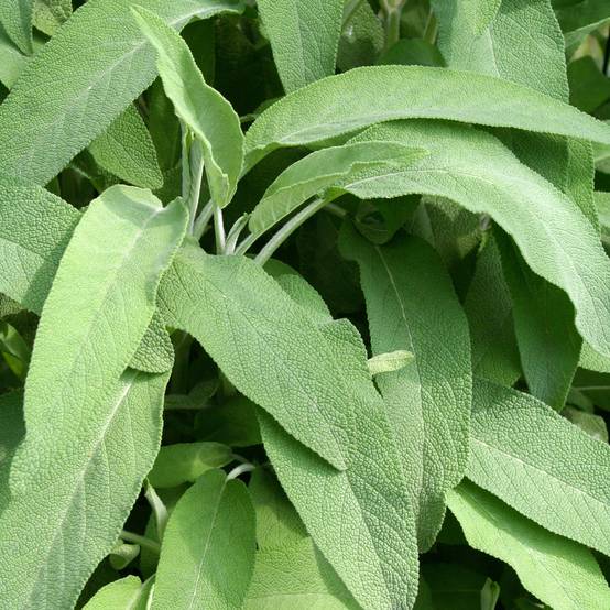 Promesse de Fleurs - Sauge officinale Elephant Ear - Salvia officinalis Pot de 1,5L/2L