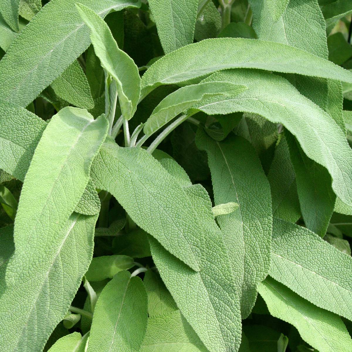 Promesse de Fleurs - Sauge officinale Elephant Ear - Salvia officinalis Pot de 1,5L/2L