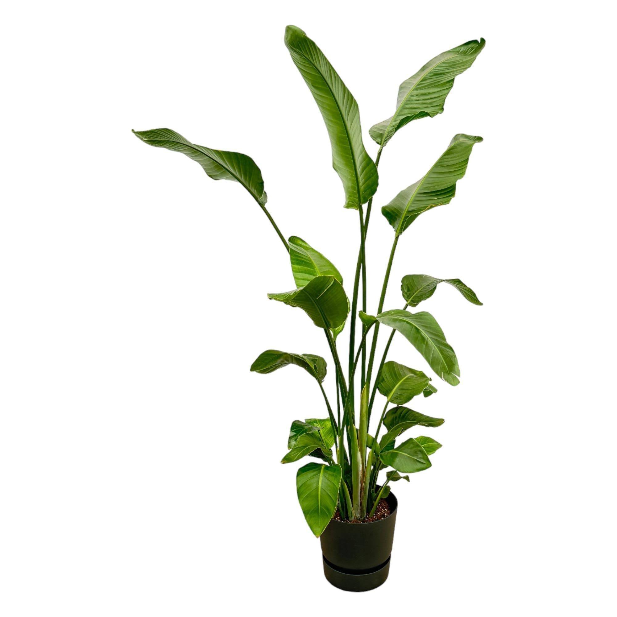 Strelitzia Nicolai 170 cm et son pot- La Green Touch Noir + Reservoir - Hauteur 170cm