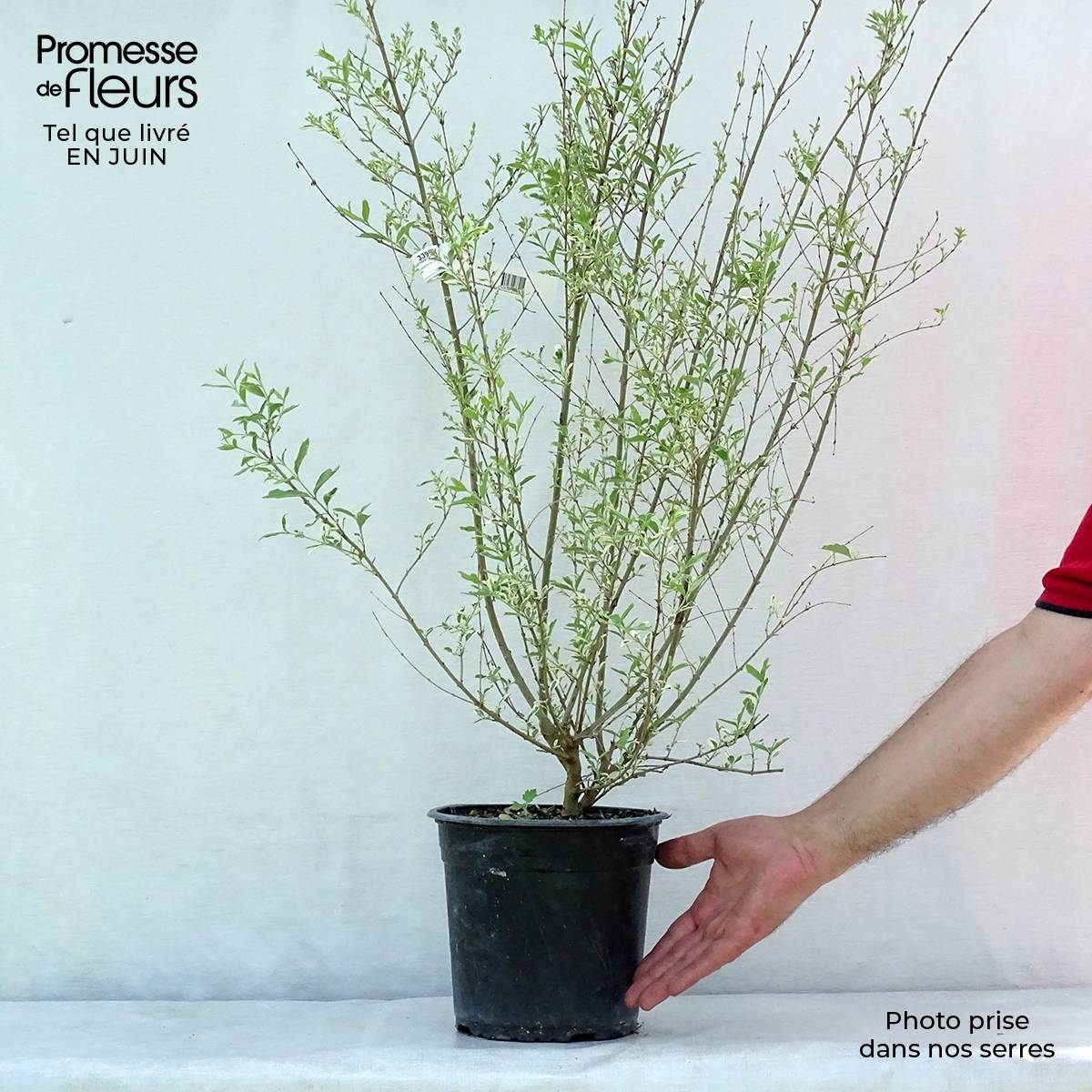 Promesse de Fleurs - Ligustrum ibota Musli - Troène Pot de 3L/4L - Image 2