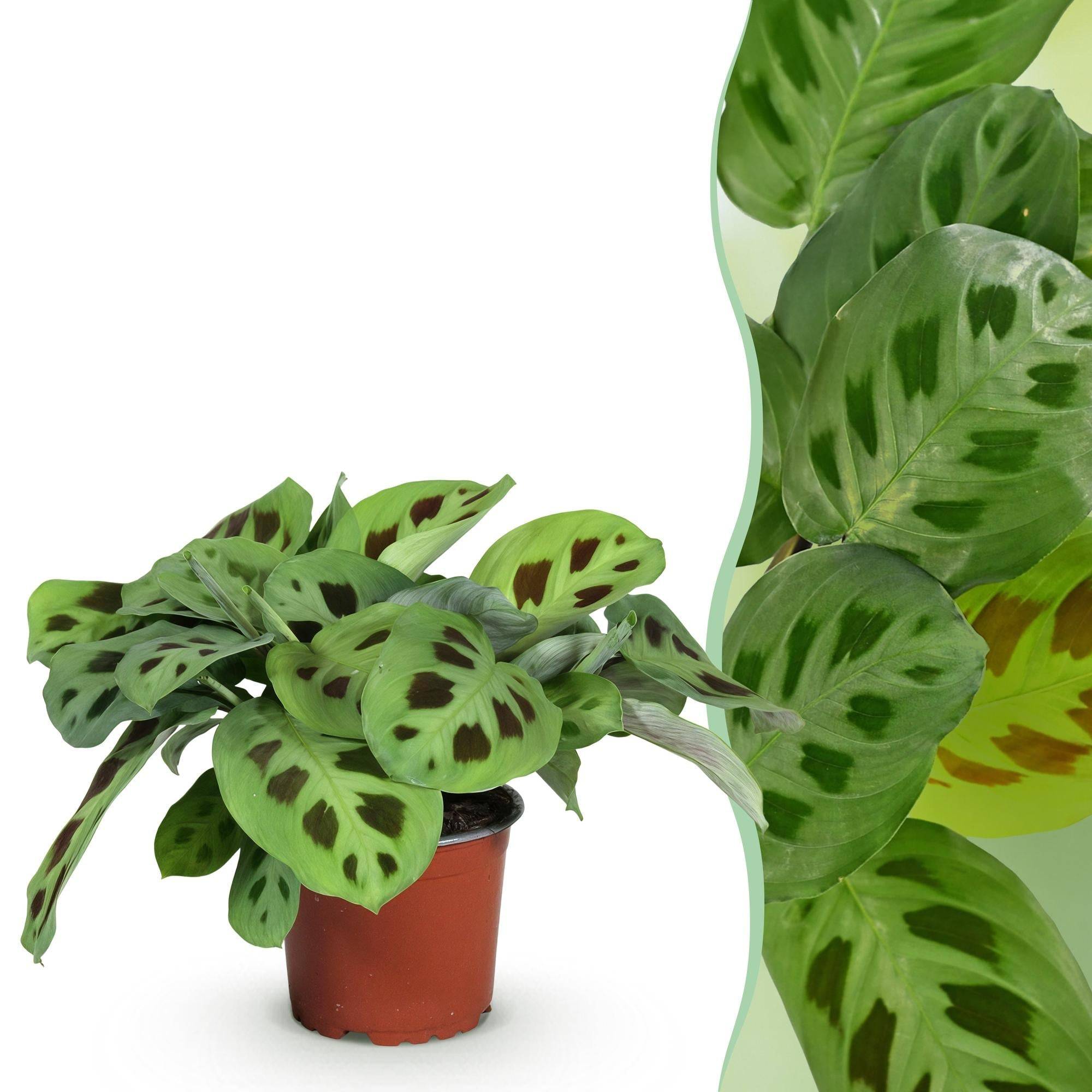 Maranta Fascinator Kerchoveana - H35cm - Image 2