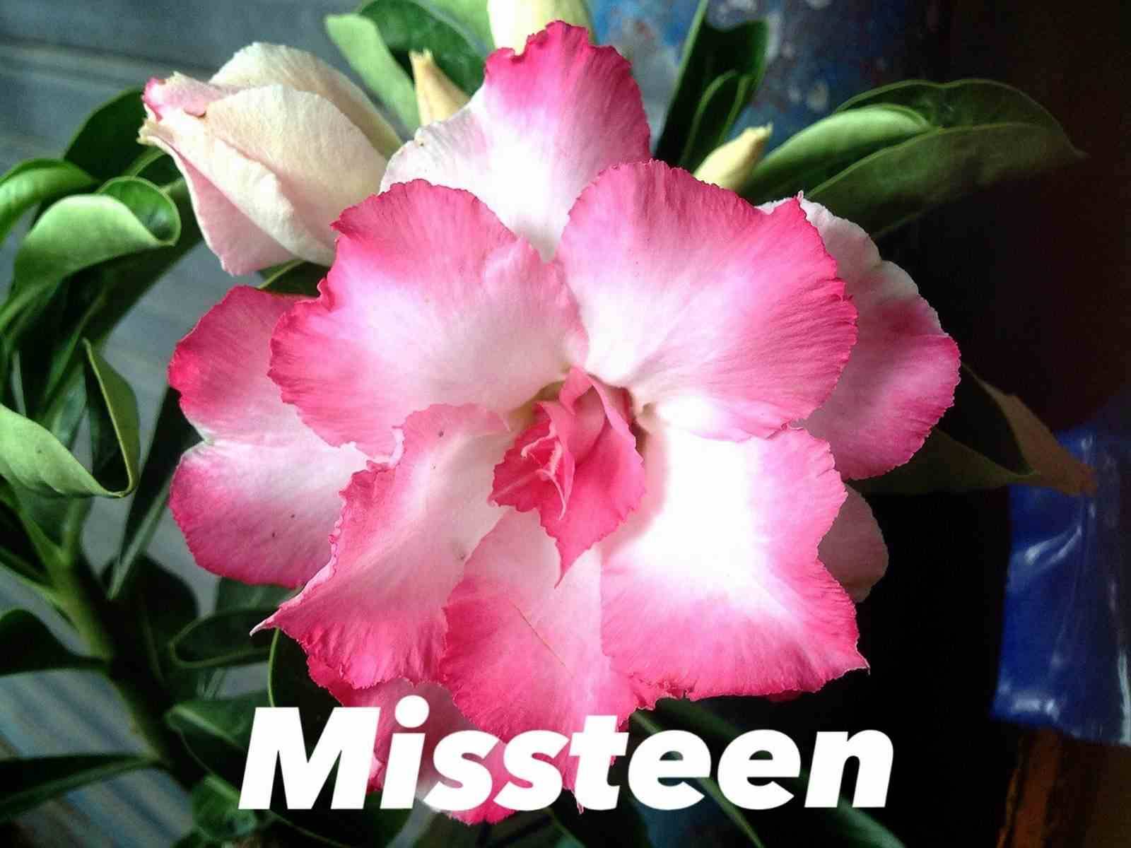 Sans Marque - Adenium obesum cv. Missteen Couleur floraison:Rose - Taille:Caudex d'environ 300g 20/25cm - Image 2