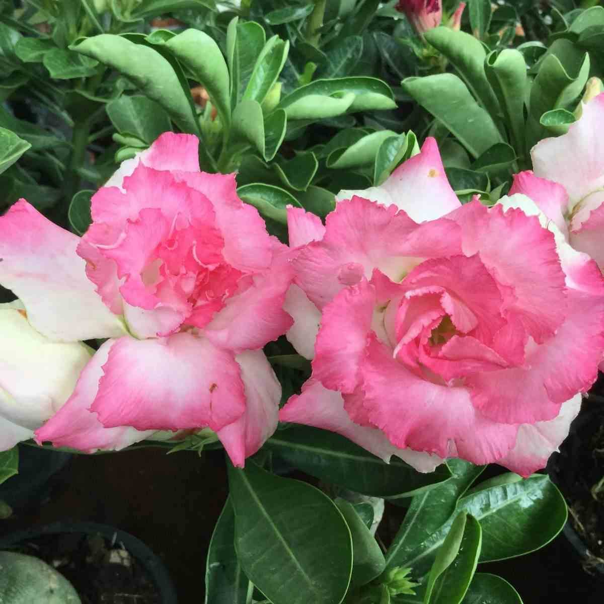 Sans Marque - Adenium obesum cv. Missteen Couleur floraison:Rose - Taille:Caudex d'environ 300g 20/25cm - Image 1