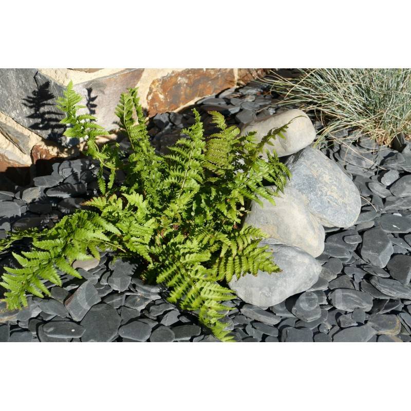 Gros Galet NOIR Mat 100-200 - pack 15 Galet - Image 2