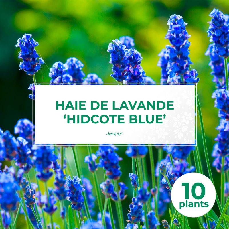 10 Lavande 'Hidcote Blue' (Lanvandula 'Hidcote Blue') - Haie de Lavande -  - Pépinières Naudet - Imagen 1