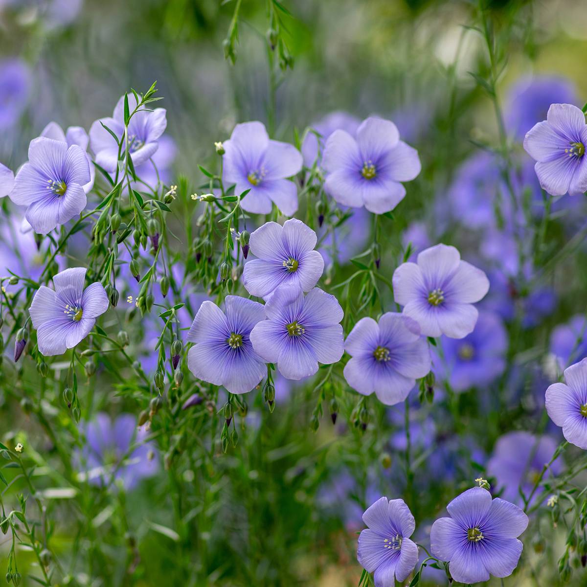 Graines de lin cultivé - Linum usitatissimum - engrais vert pour 250 m?