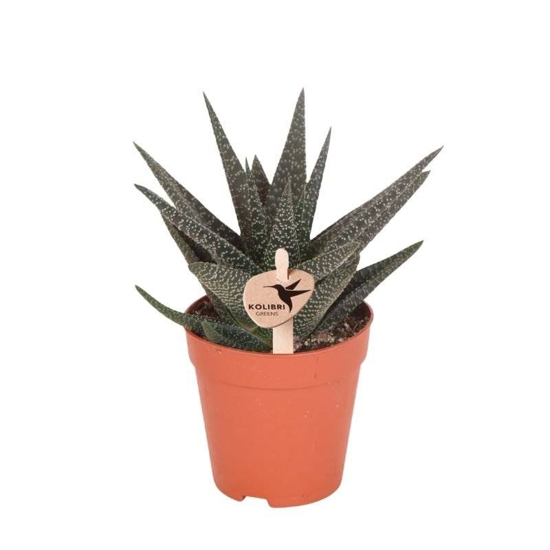 Succulente Haworthia Royal Highness - Ø9cm - ↕18cm - Plantes d'intérieur - Image 1