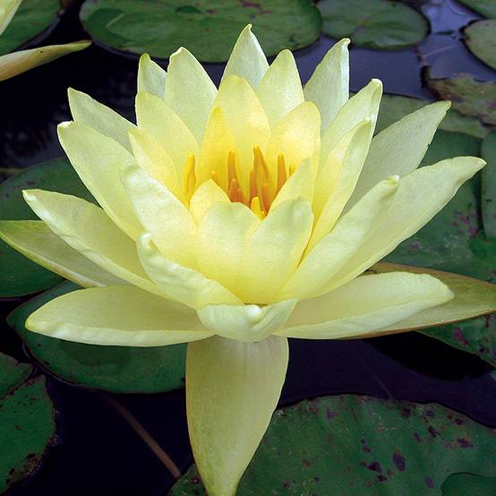 Nymphaea Yellow Enigma - Nénuphar rustique jaune Pot de 1,5L/2L
