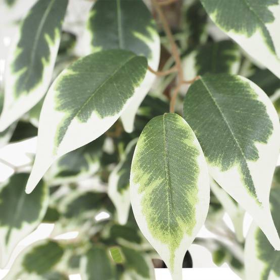 Ligne Deco - Ficus artificiel panaché 180cm - Image 2