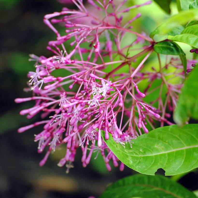 Promesse de Fleurs - Fuchsia paniculata Pot de 4L/5L
