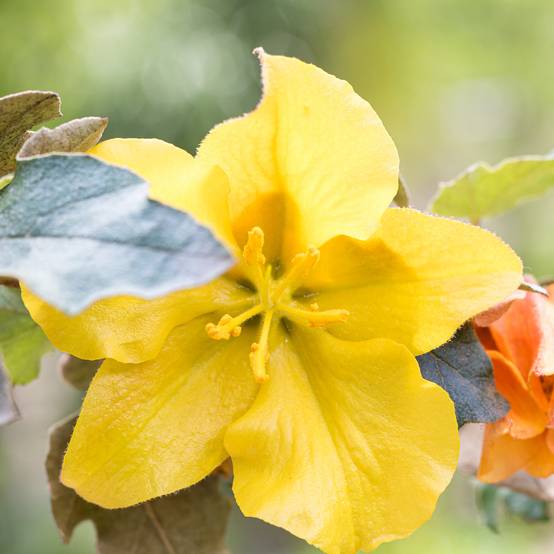 Promesse de Fleurs - Fremontodendron californicum - Fremontia de Californie Pot de 2L/3L