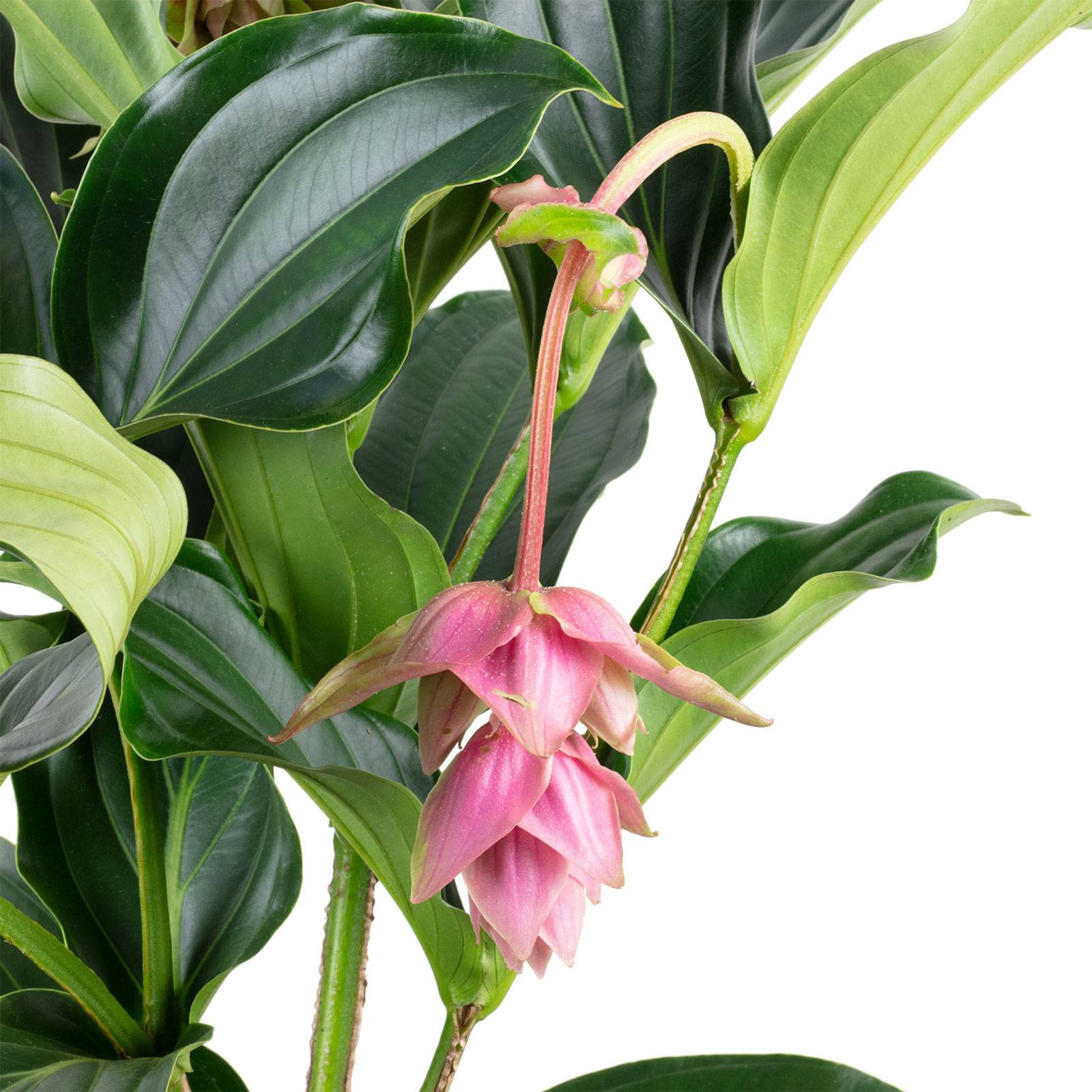 Médinilla magnifique à 2 étages, 3 à 5 fleurs - plante d'intérieur facile d'entretien, Medinilla magnifica - hauteur env. 50 cm, pot-Ø 17 cm - Image 2