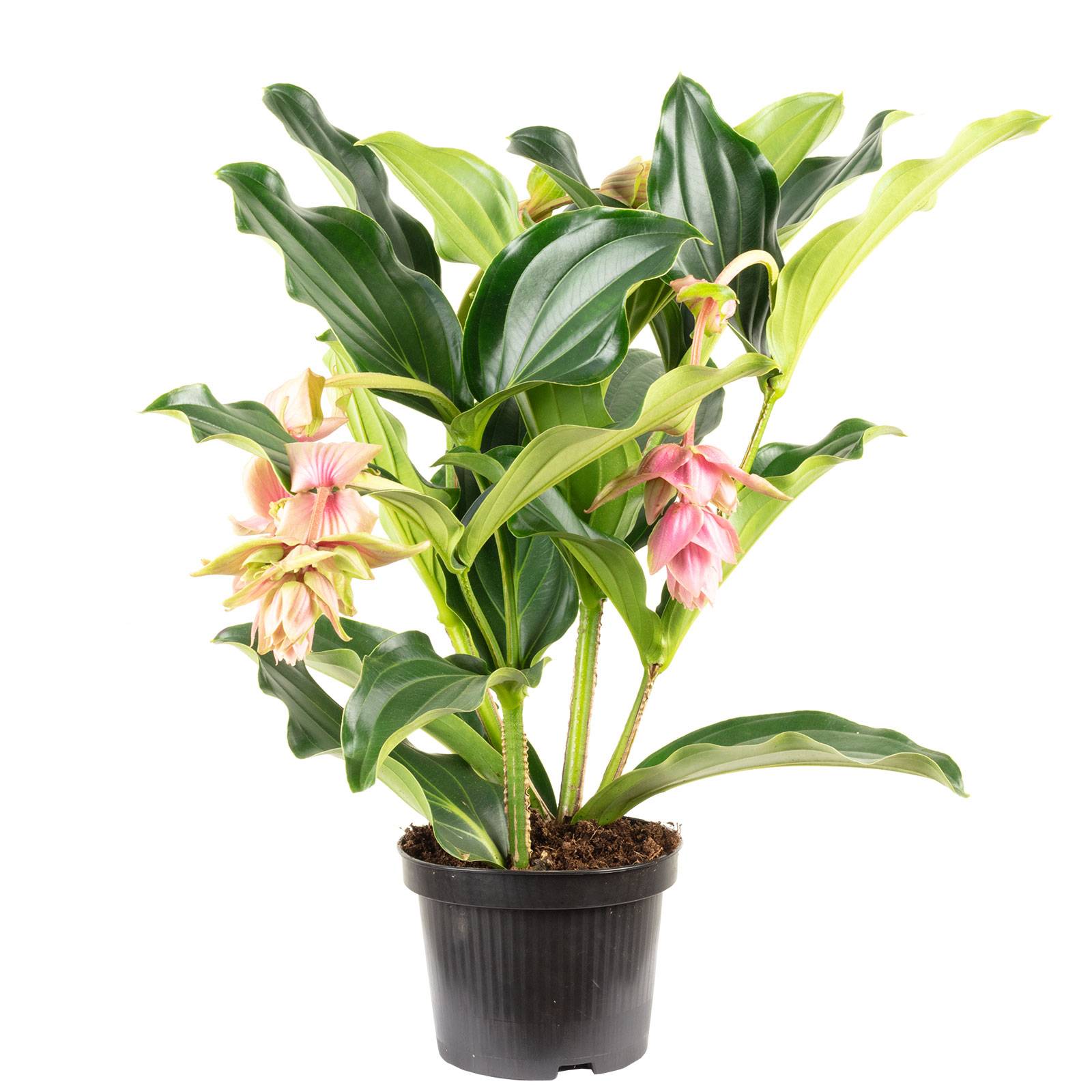 Médinilla magnifique à 2 étages, 3 à 5 fleurs - plante d'intérieur facile d'entretien, Medinilla magnifica - hauteur env. 50 cm, pot-Ø 17 cm - Image 1
