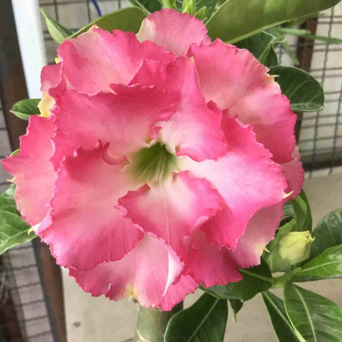 Sans Marque - Adenium obesum cv.Leera Rose Caudex d'environ 150g - Image 1