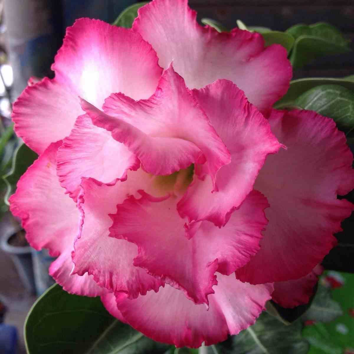 Sans Marque - Adenium obesum cv.Leera Rose Caudex d'environ 150g - Image 3