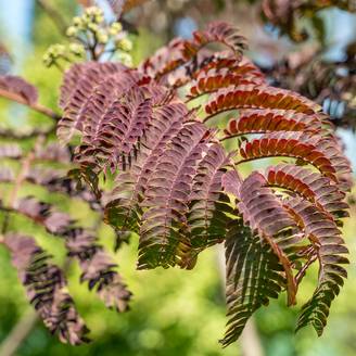 Albizia julibrissin Evey's Pride - Arbre de soie Pot de 7,5L/10L