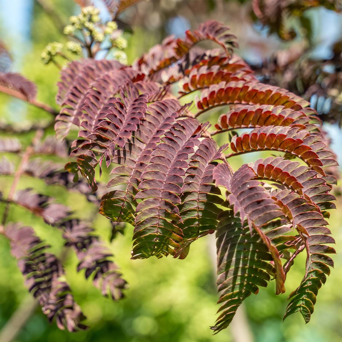 Albizia julibrissin Evey's Pride - Arbre de soie Pot de 7,5L/10L - Image 1