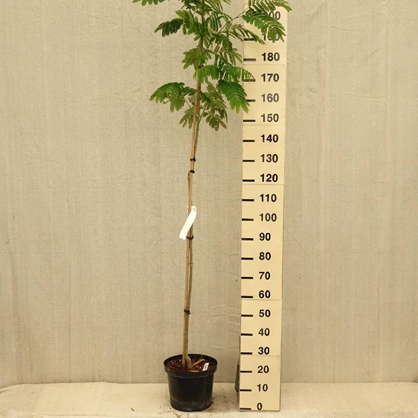 Albizia julibrissin Evey's Pride - Arbre de soie Pot de 7,5L/10L - Image 2