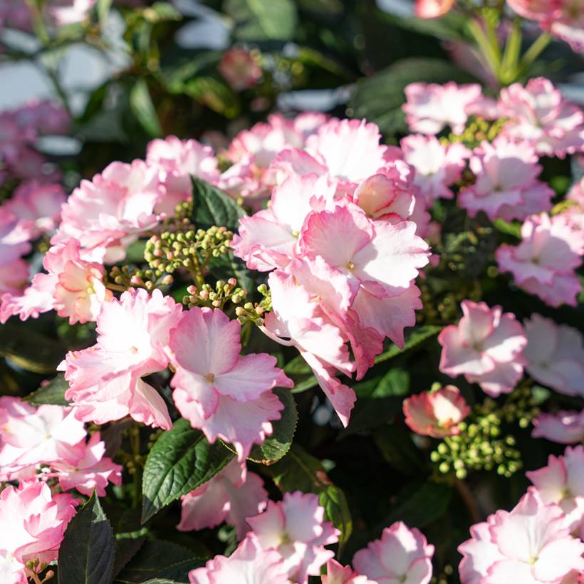 Promesse de Fleurs - Hortensia - Hydrangea macrophylla Bloombuster rose Pot de 4L/5L