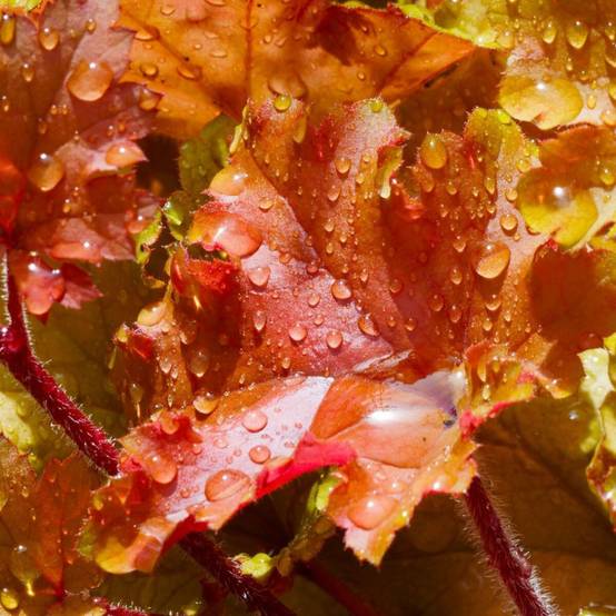 Heucherella Brass Lantern® à fleurs Rose/Blanche - feuillage Persistant - Godet - Image 2