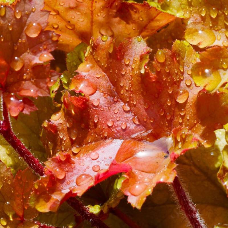 Heucherella Brass Lantern® à fleurs Rose/Blanche - feuillage Persistant - Godet - Image 2
