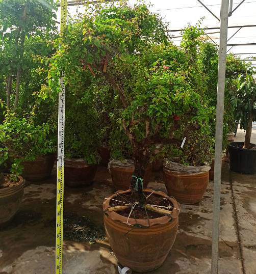 0 - Bougainvillier hybride multi couleur (bougainvillier) pot de 110L 230/270cm - Image 3