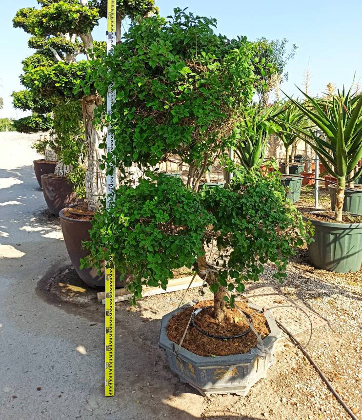 0 - Bougainvillier hybride multi couleur (bougainvillier) pot de 110L 230/270cm - Image 2