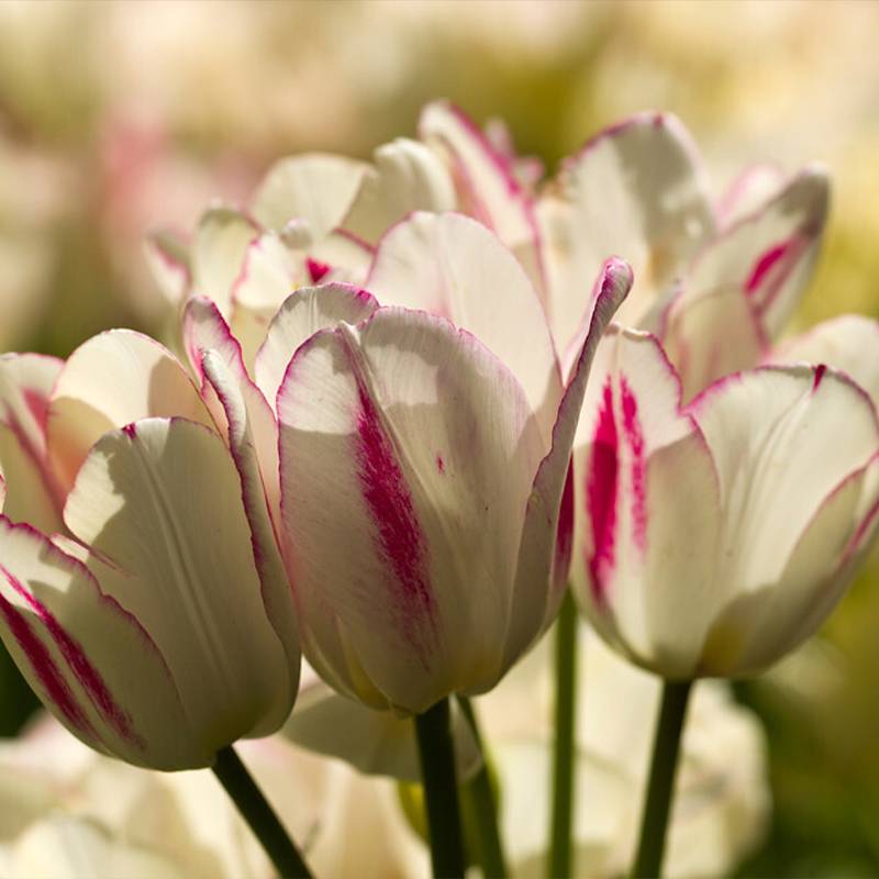Promesse de Fleurs - Tulipe pluriflore Candy Club Bulbe calibre 11+ (par 10)
