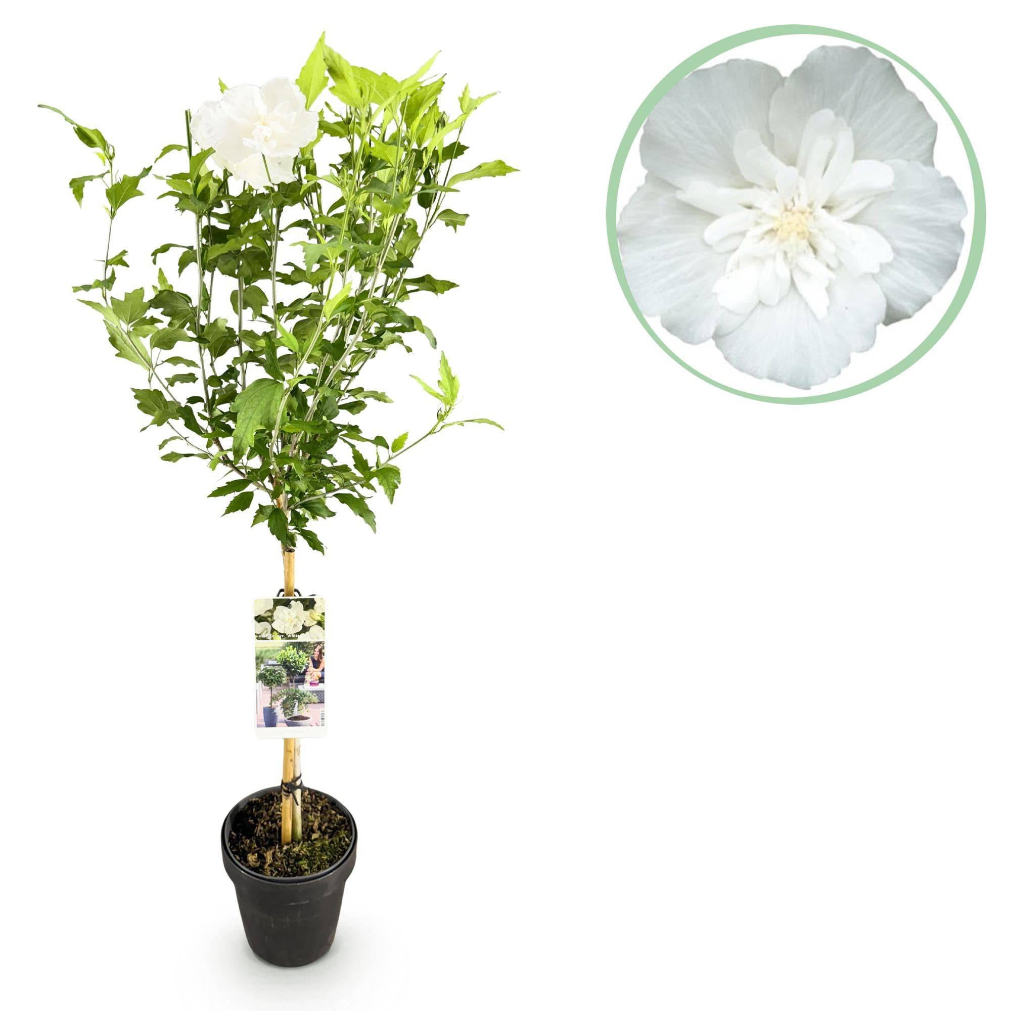 La Green Touch - Plant Sur Tige - D19 H90cm - Image 1
