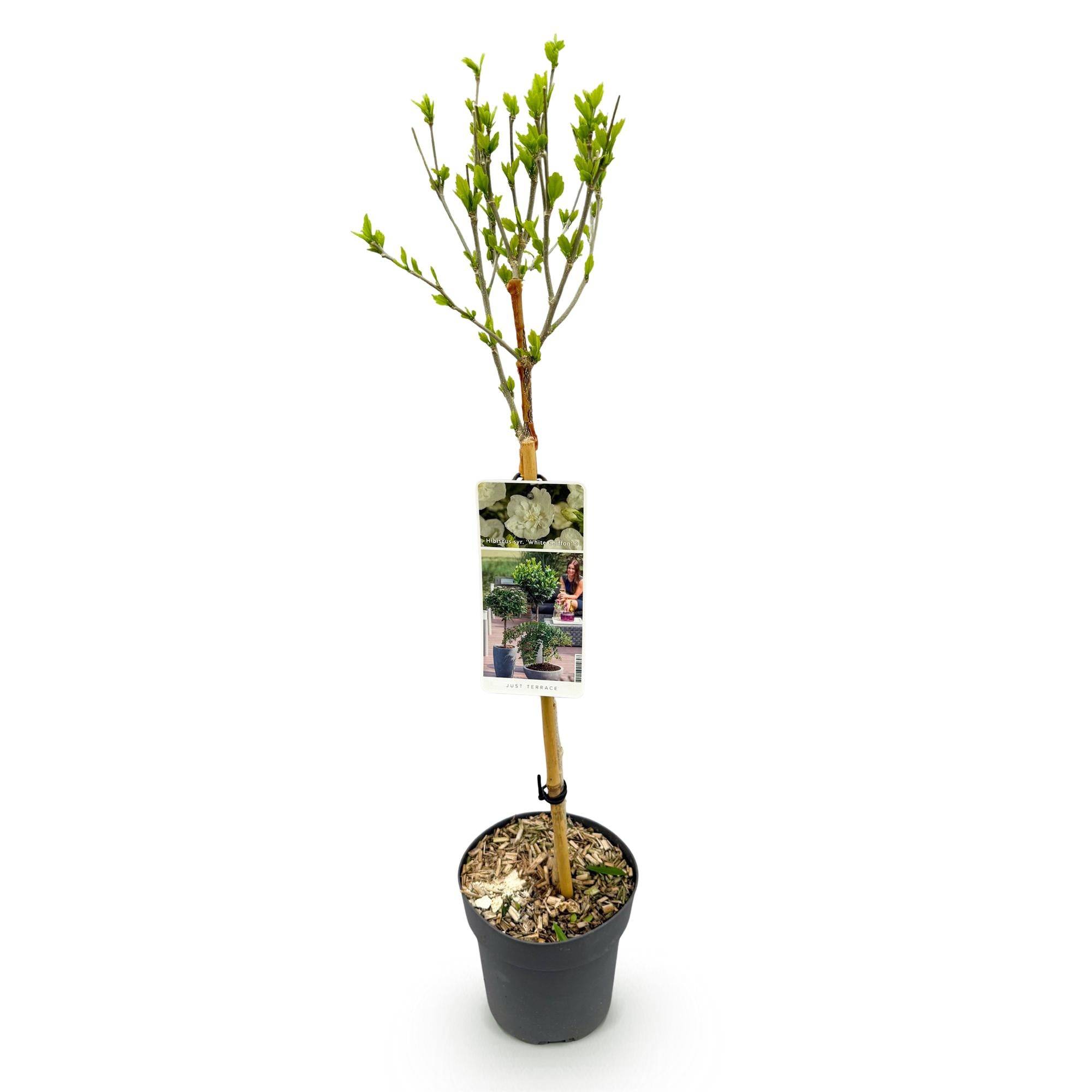 La Green Touch - Plant Sur Tige - D19 H90cm - Image 2