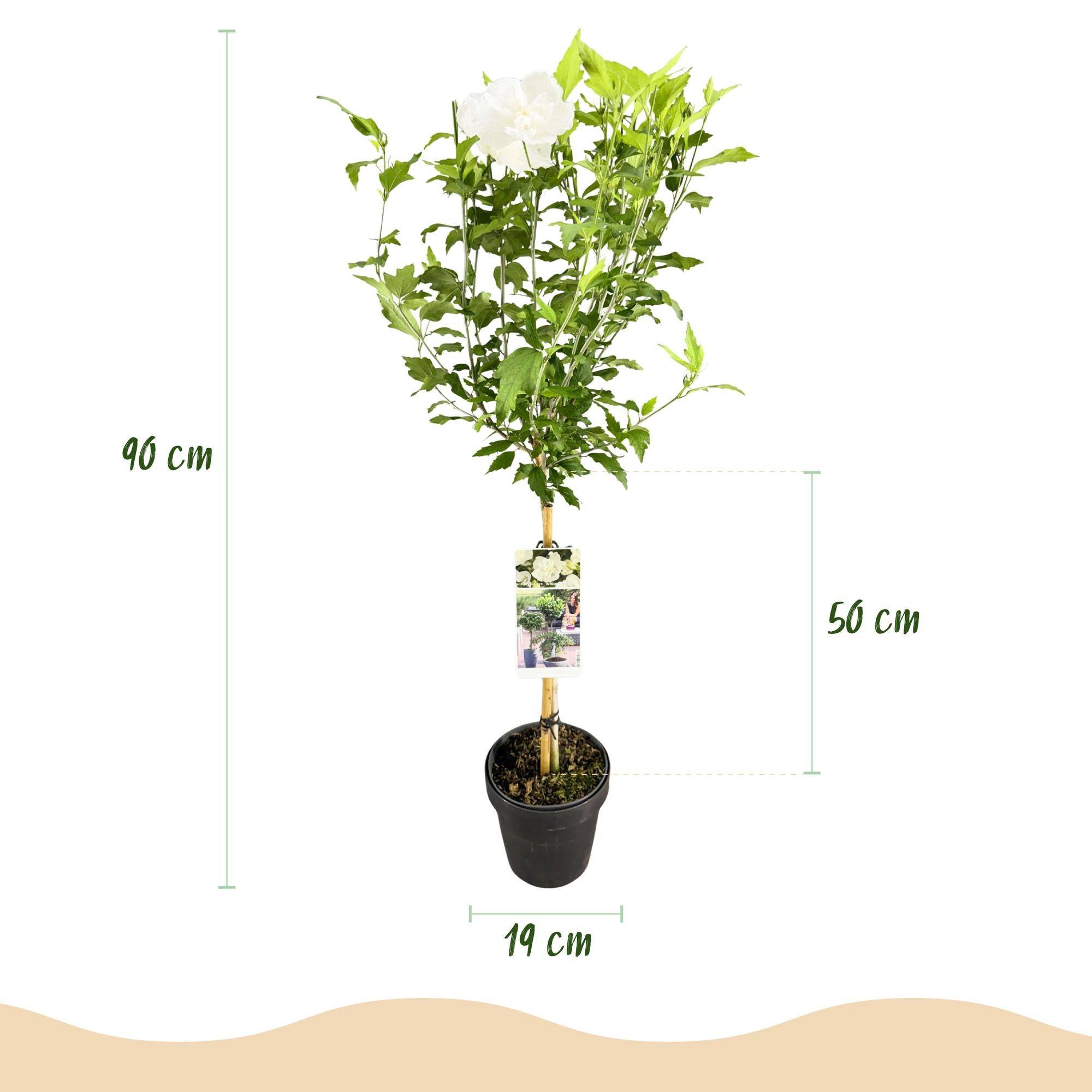 La Green Touch - Plant Sur Tige - D19 H90cm - Image 3