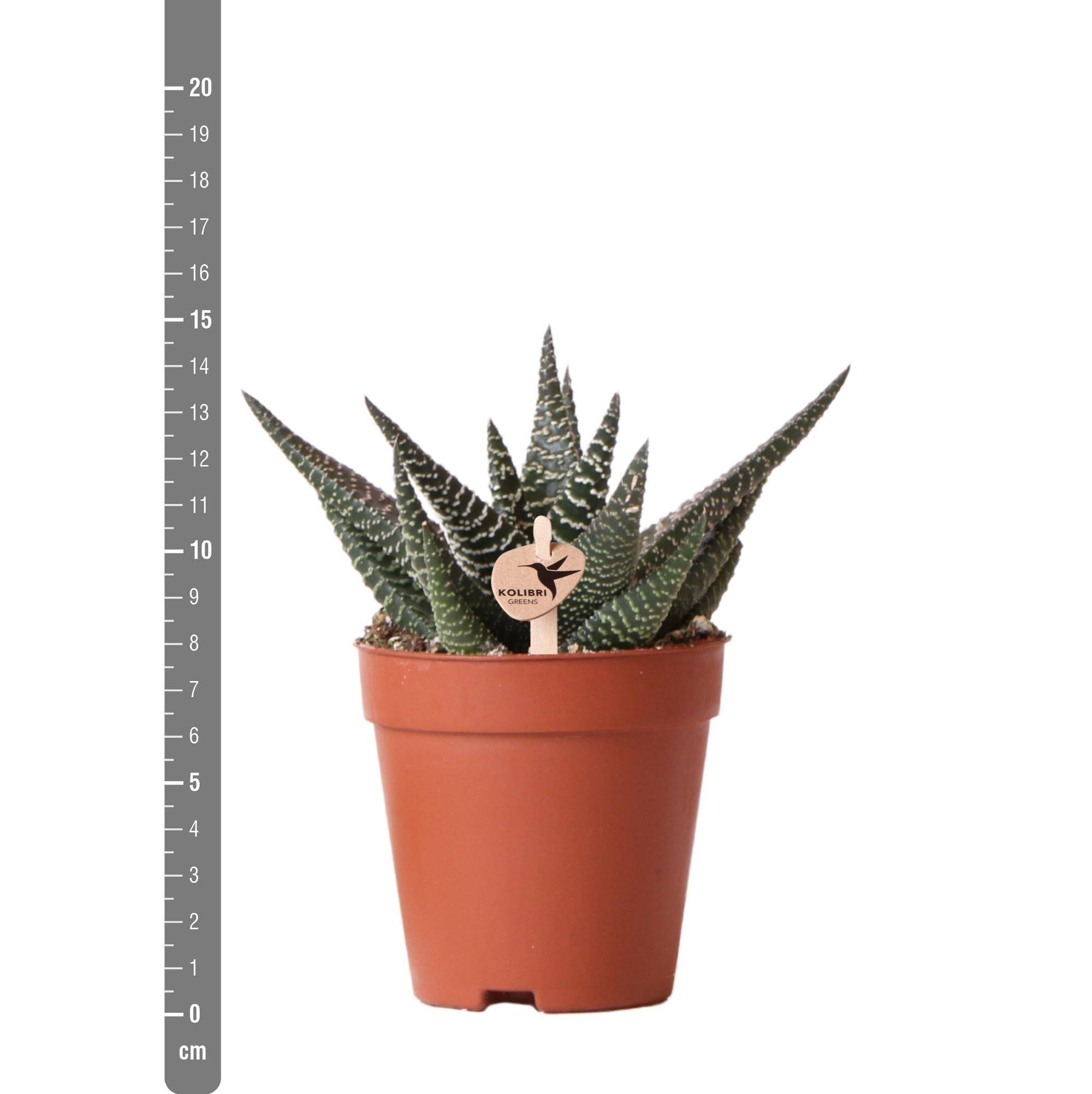 La Green Touch - Haworthia Royal Highness h15cm- La Green Touch - Image 3