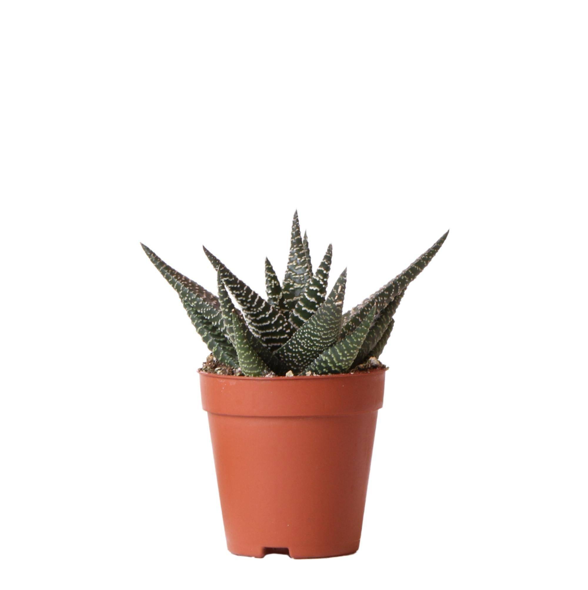 La Green Touch - Haworthia Royal Highness h15cm- La Green Touch