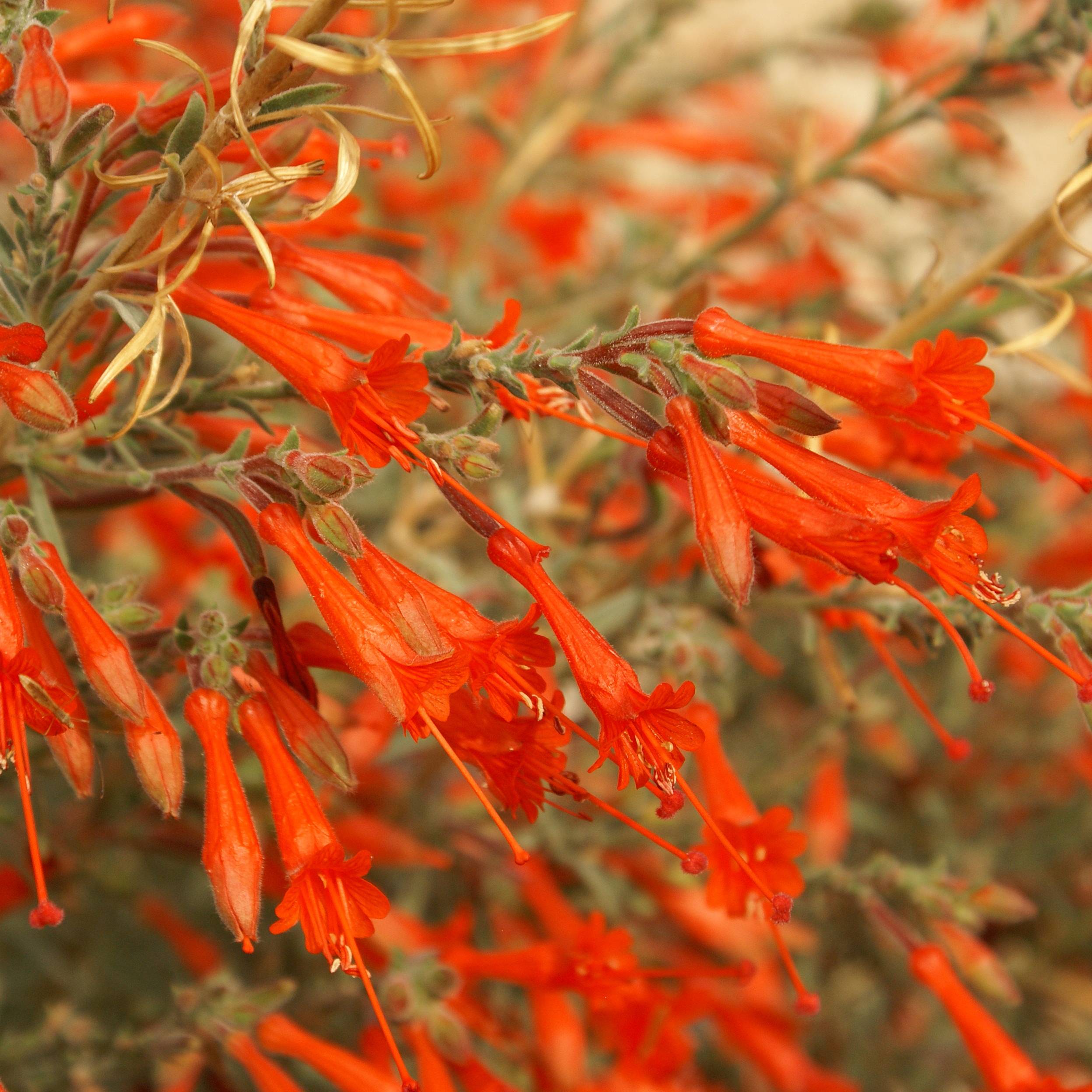 Fuchsia de Californie - Zauschneria californica Godet de 8/9 cm