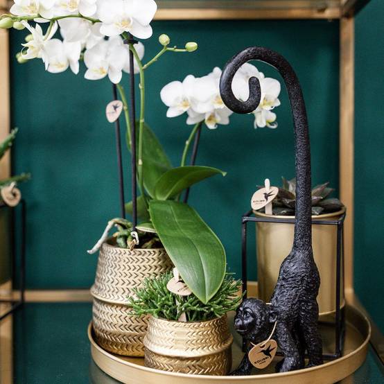 Orchidée Phalaenopsis blanche - Set avec succulente et cache-pots dorés - Pot de 9cm - Plantes d'intérieur - Image 5
