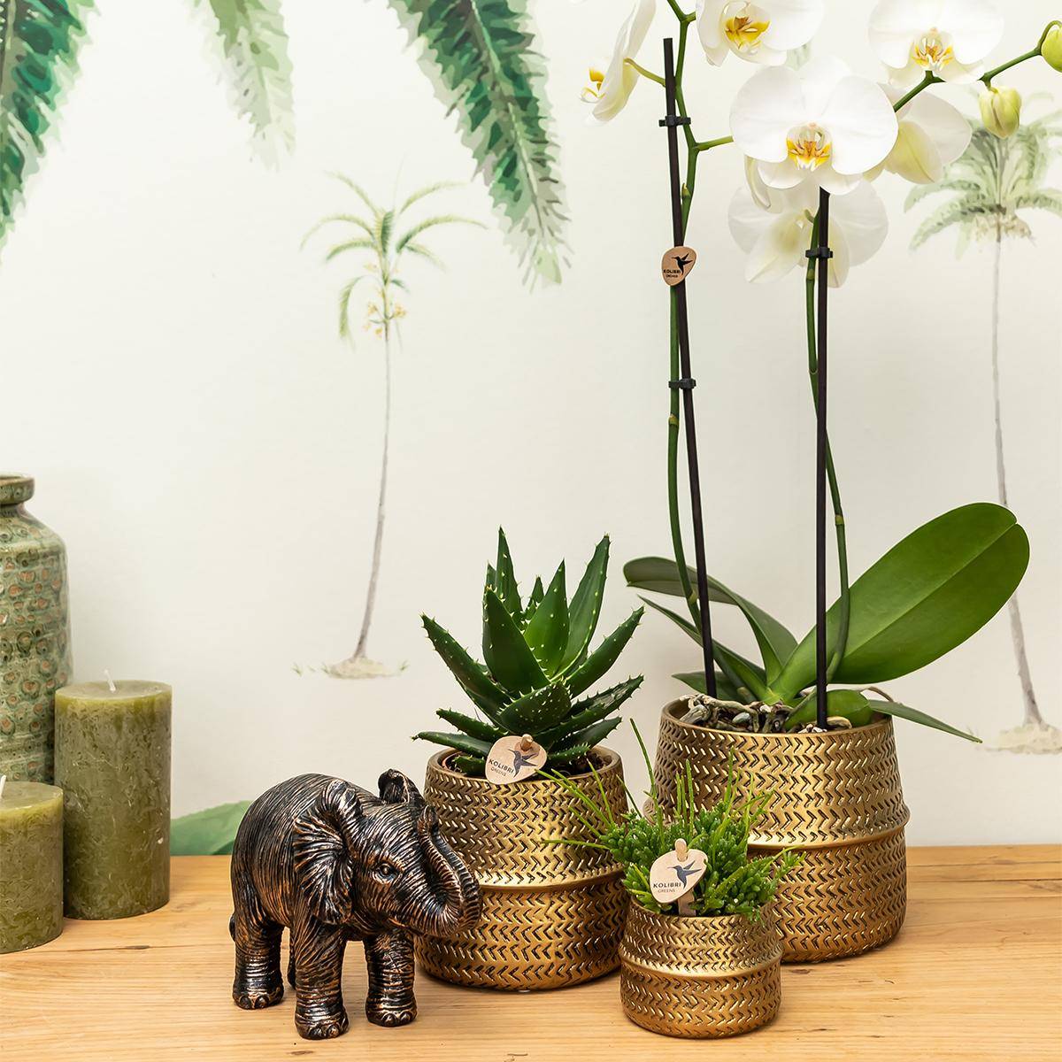 Orchidée Phalaenopsis blanche - Set avec succulente et cache-pots dorés - Pot de 9cm - Plantes d'intérieur - Image 2